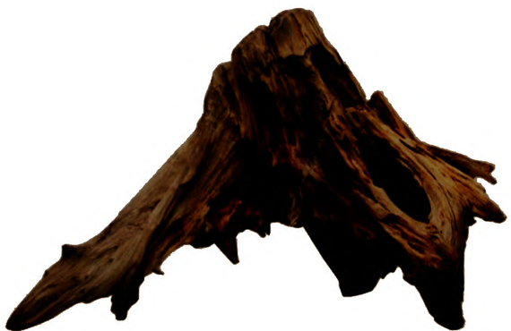 香木の査定もお任せ下さい！おたからや蘇我店にて専門の査定員がご対応いたします